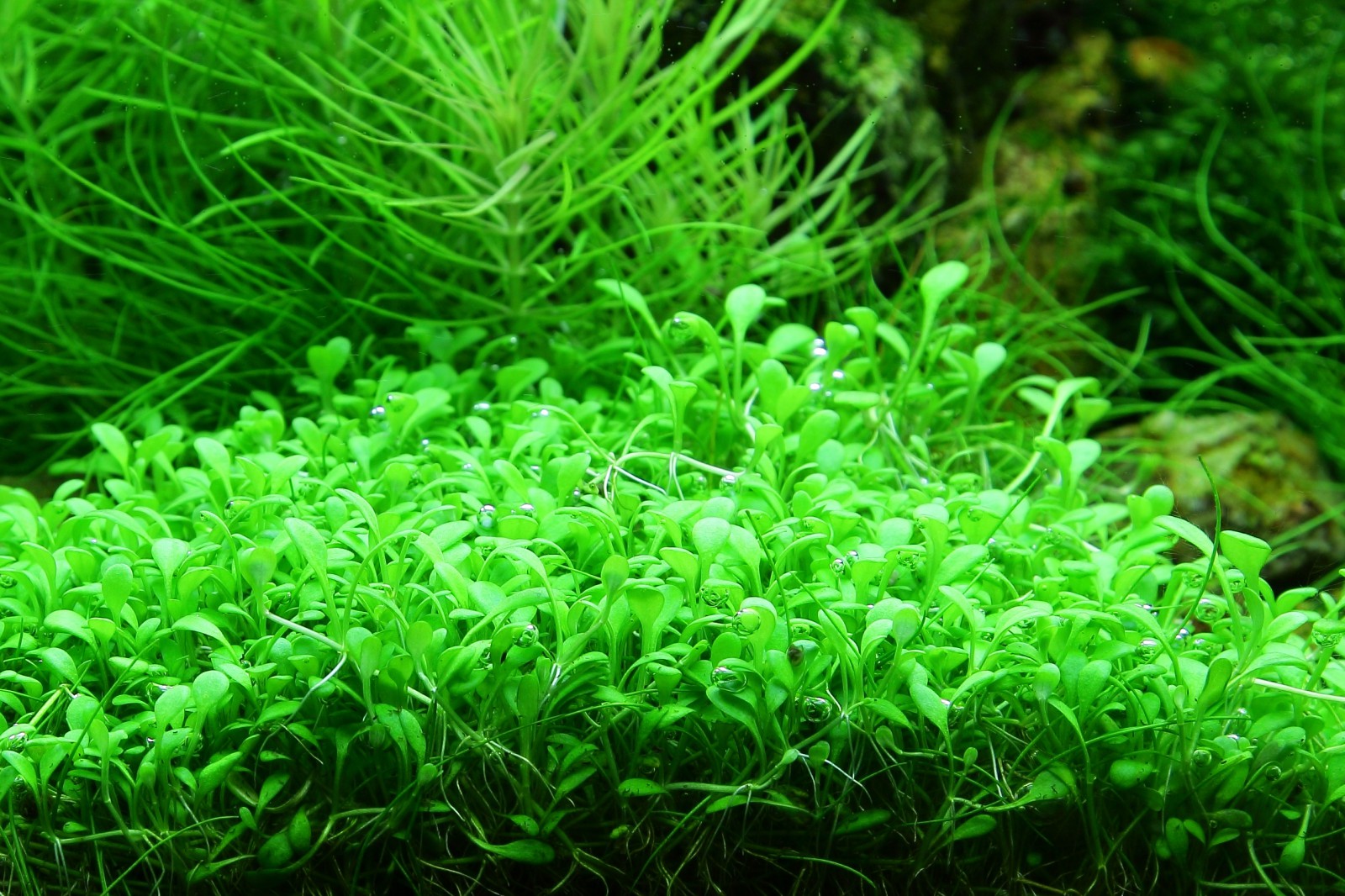 Glossostigma elatinoides (Baby Tears)